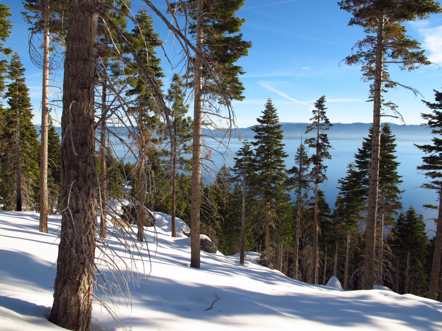 A group of trees on a snowy hillside.