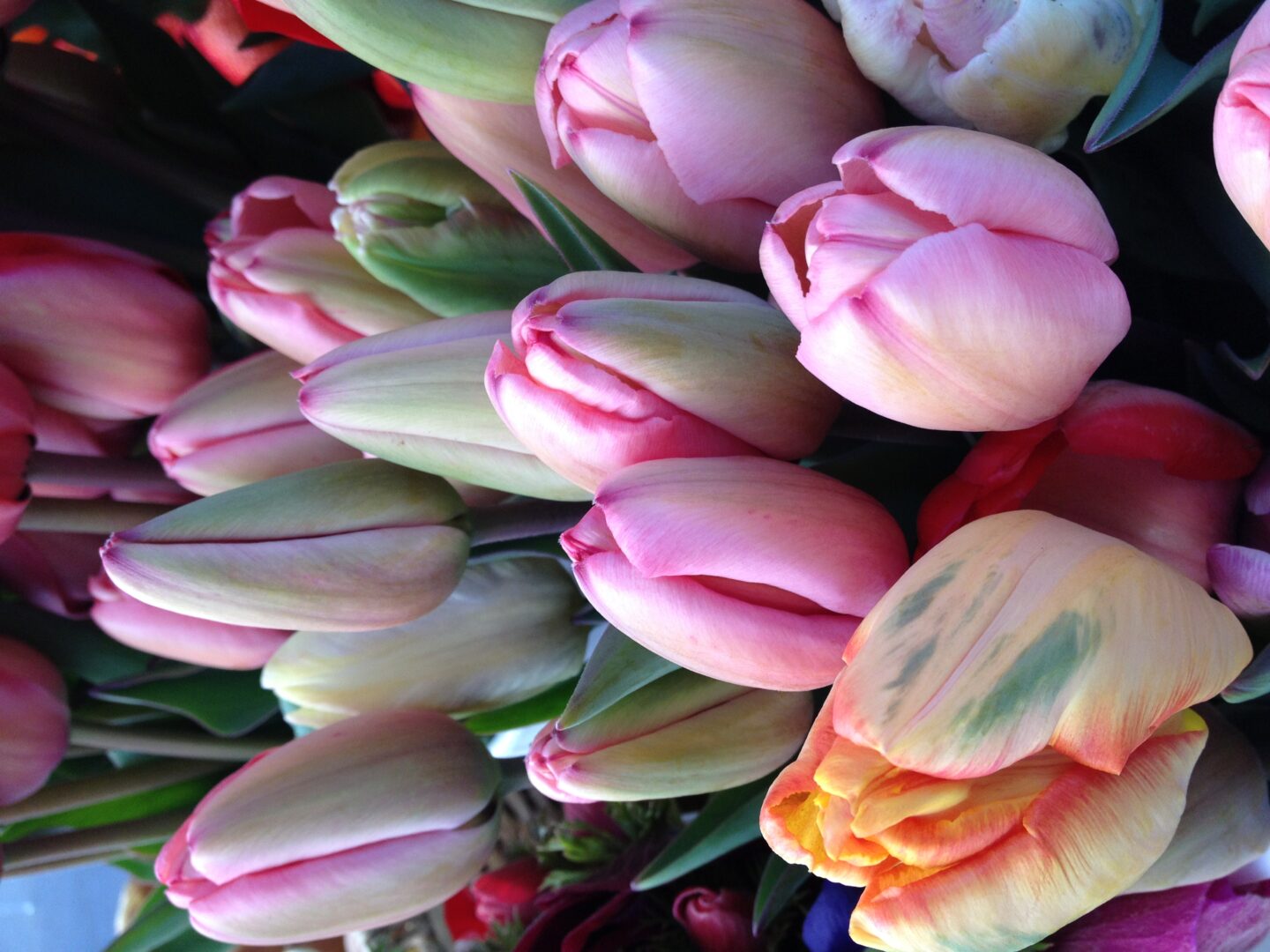 A bunch of tulips in a vase.