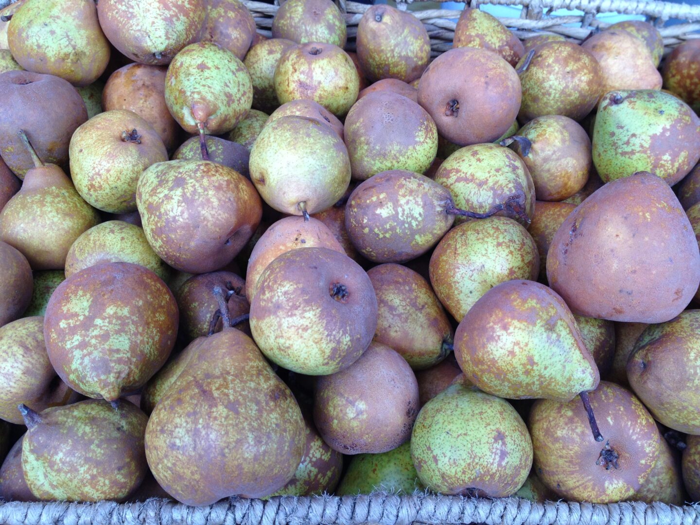 A wicker basket full of pears.