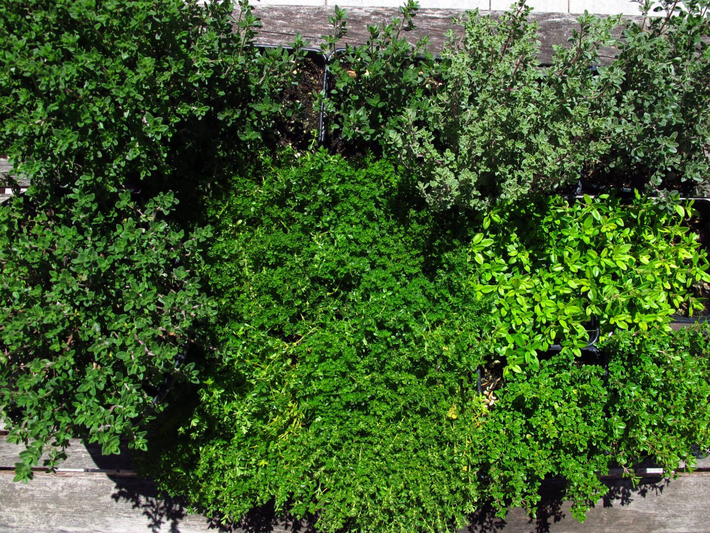 An aerial view of several plants on a wall.