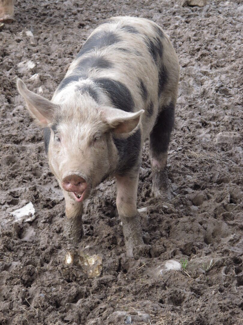 A pig standing in the mud.