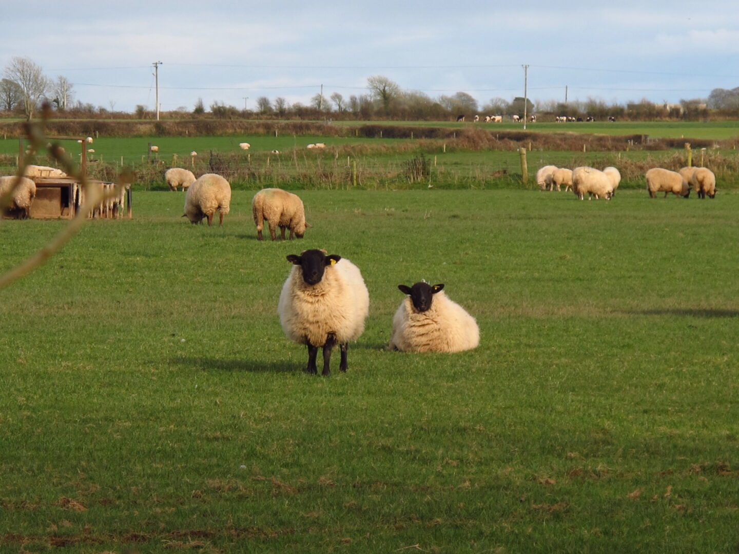 A group of sheep in a field.