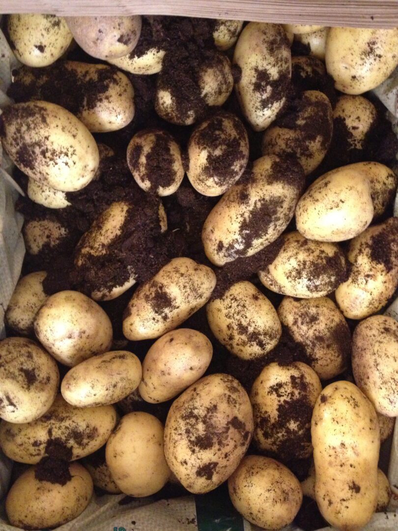 A pile of potatoes in a cardboard box.