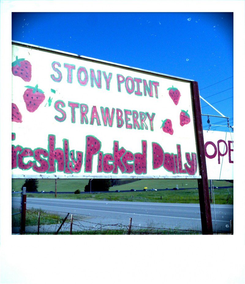 A sign that says stony point's strawberry fresh picked daily.