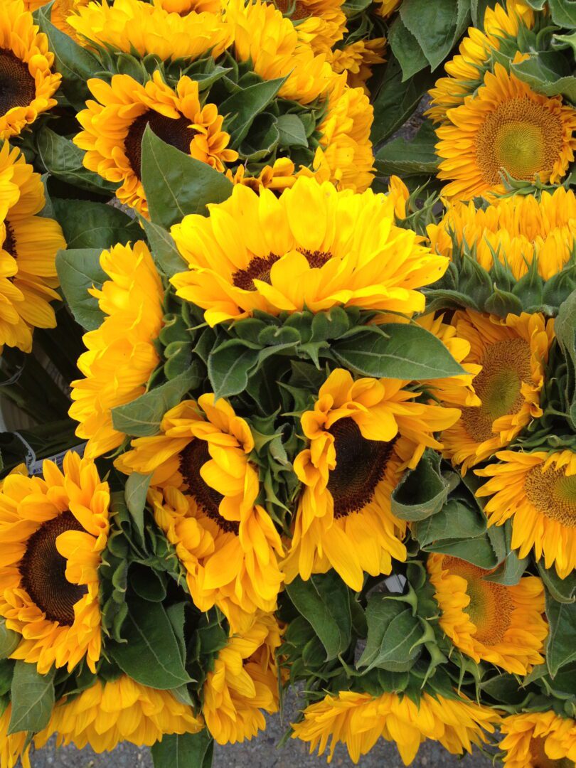 A bunch of yellow sunflowers in a vase.