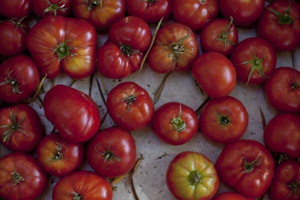 A bunch of red tomatoes on a table.