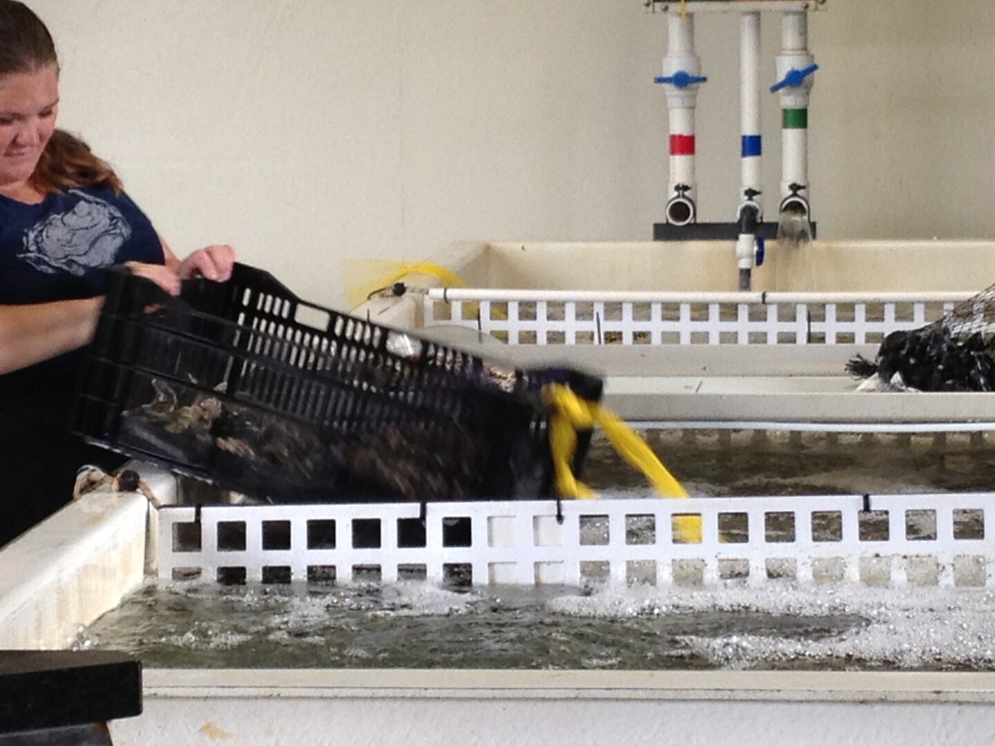 A woman is holding a basket of crabs in a tank.