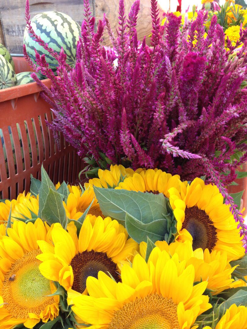 A bunch of sunflowers in a basket.