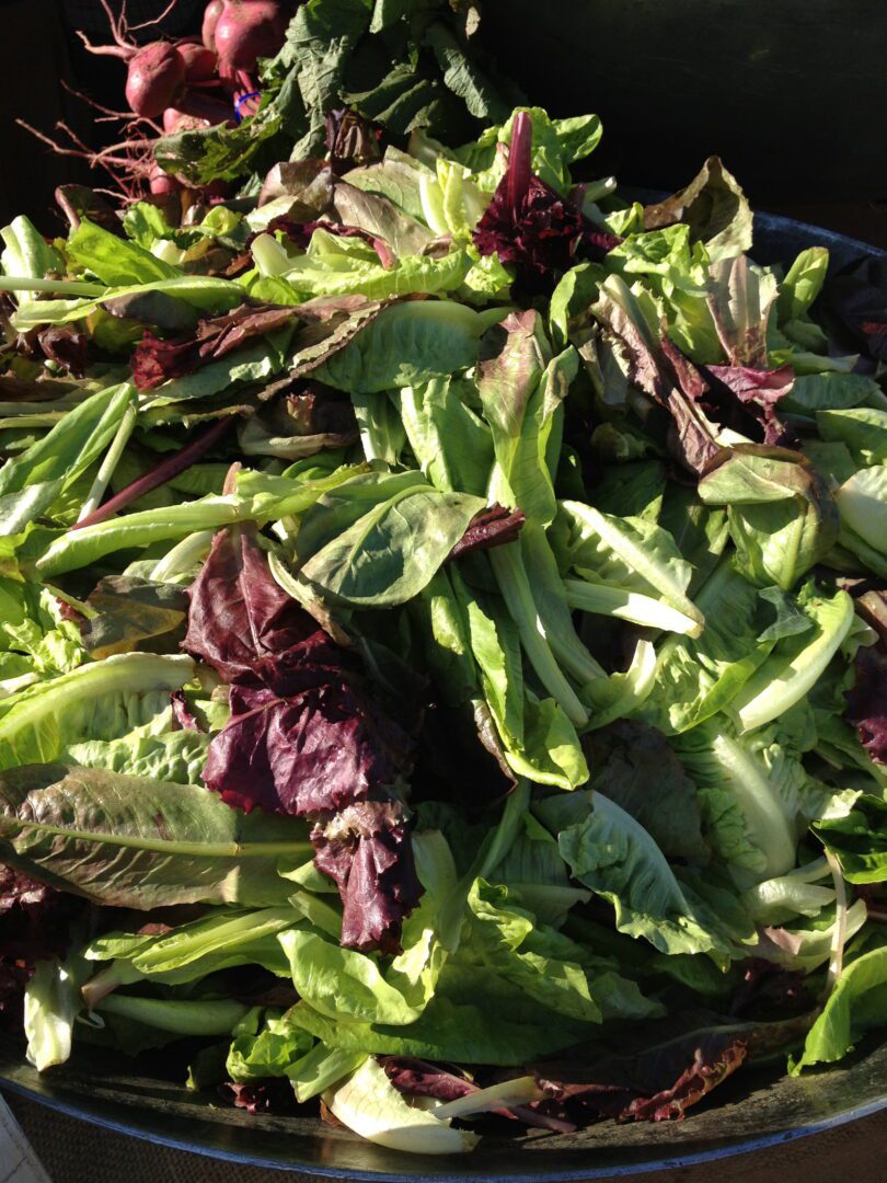 A bowl full of greens and radishes.