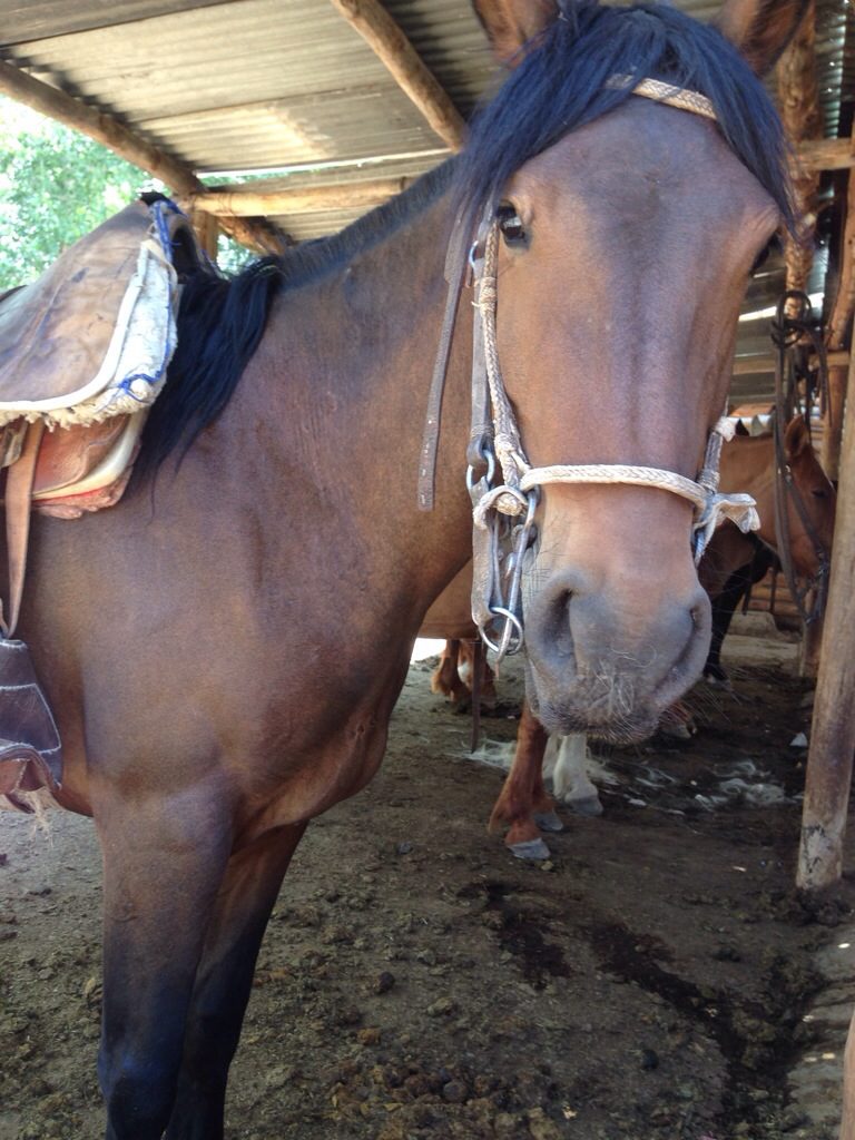 A brown horse standing in a stall.