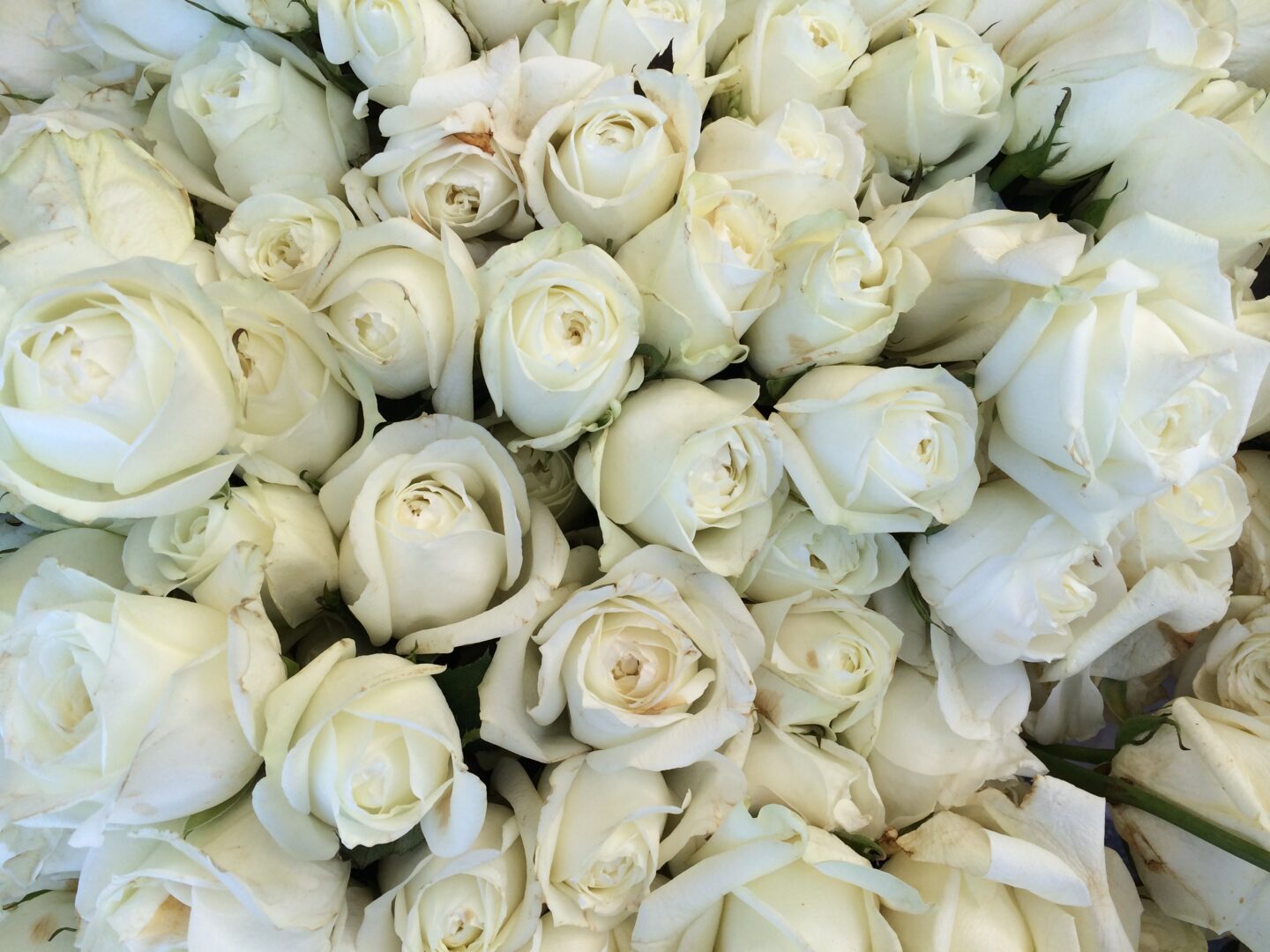 White roses at Santa Monica farmer's market