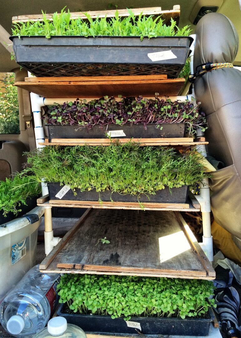 A van full of micro herbs for sale