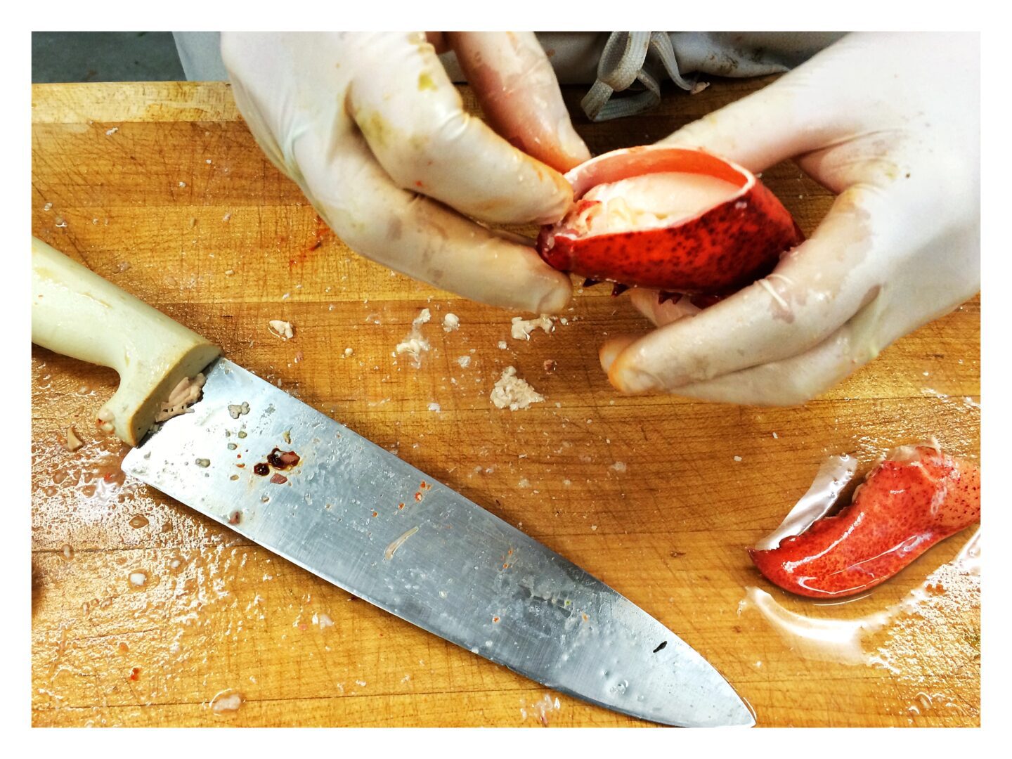 Picking lobster meat from the claws