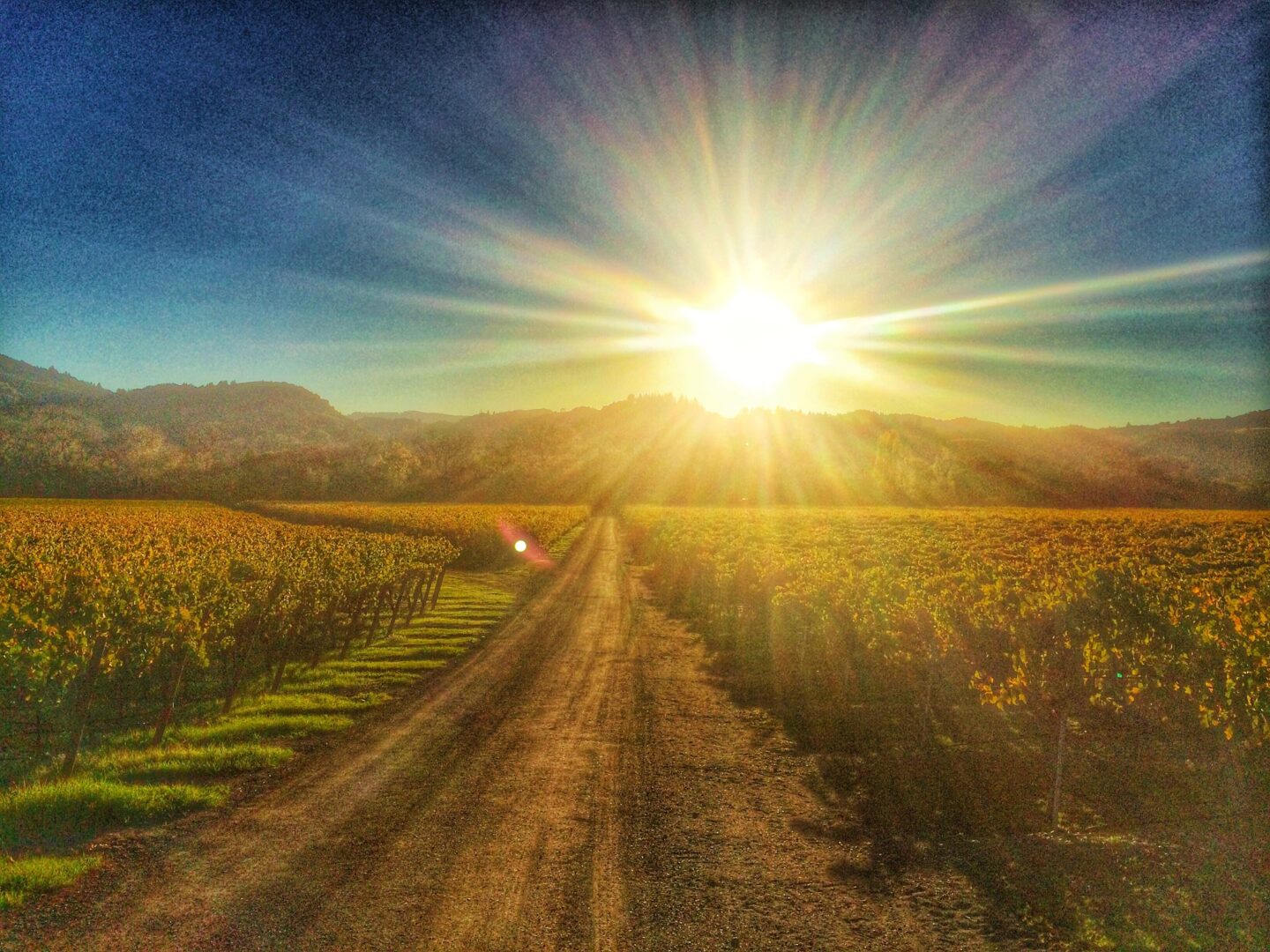 A dirt road in the middle of a vineyard.