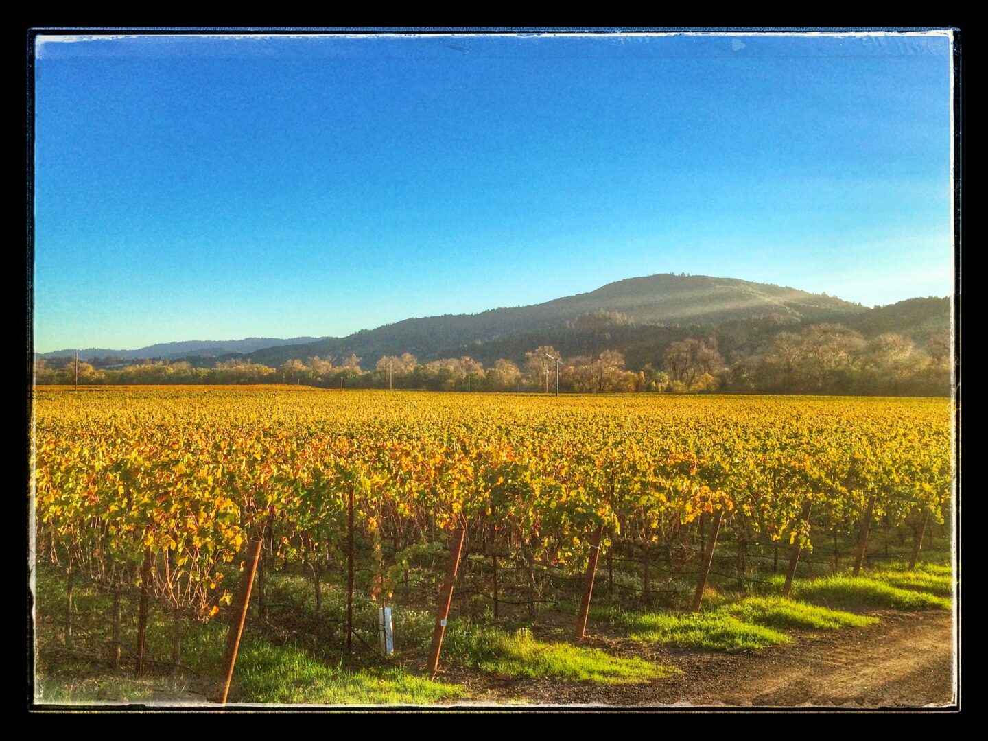 A vineyard field with trees and mountains in the background.