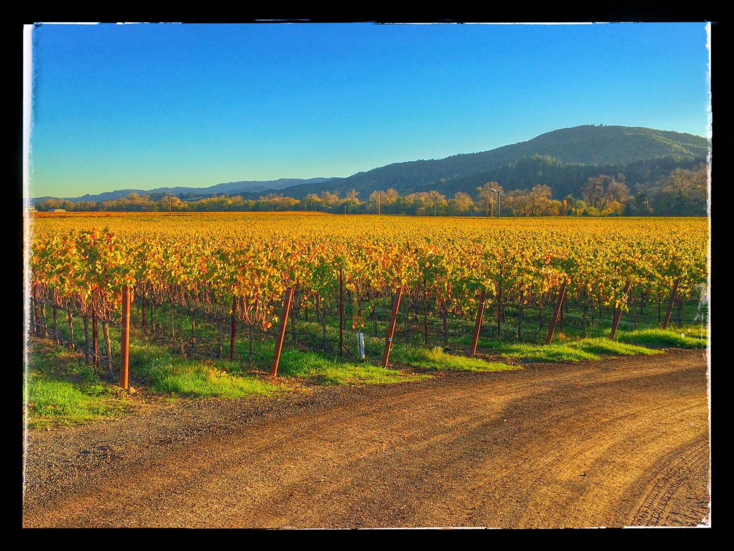 A dirt road in a vineyard with mountains in the background.