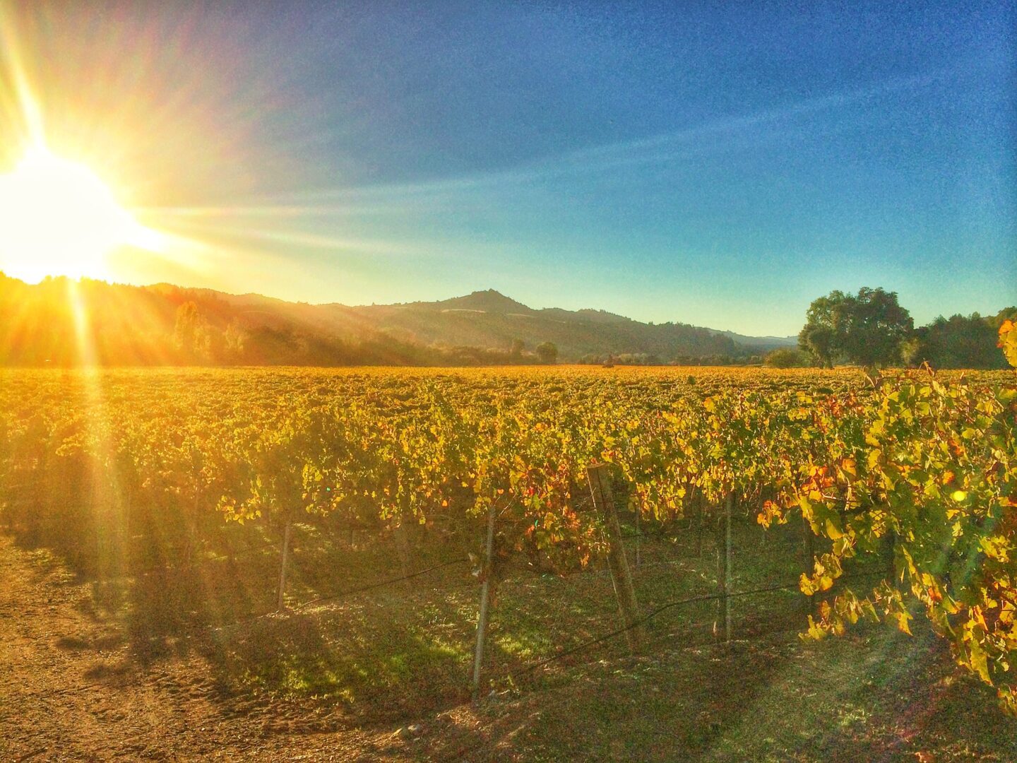 The sun is shining over a vineyard in california.