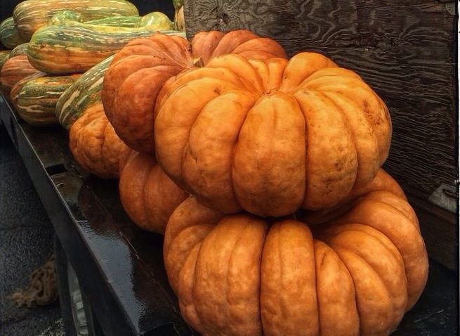 A group of pumpkins on display at a farmer's market.