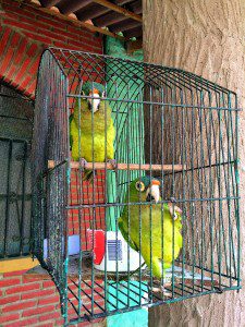 Two parrots in a cage.
