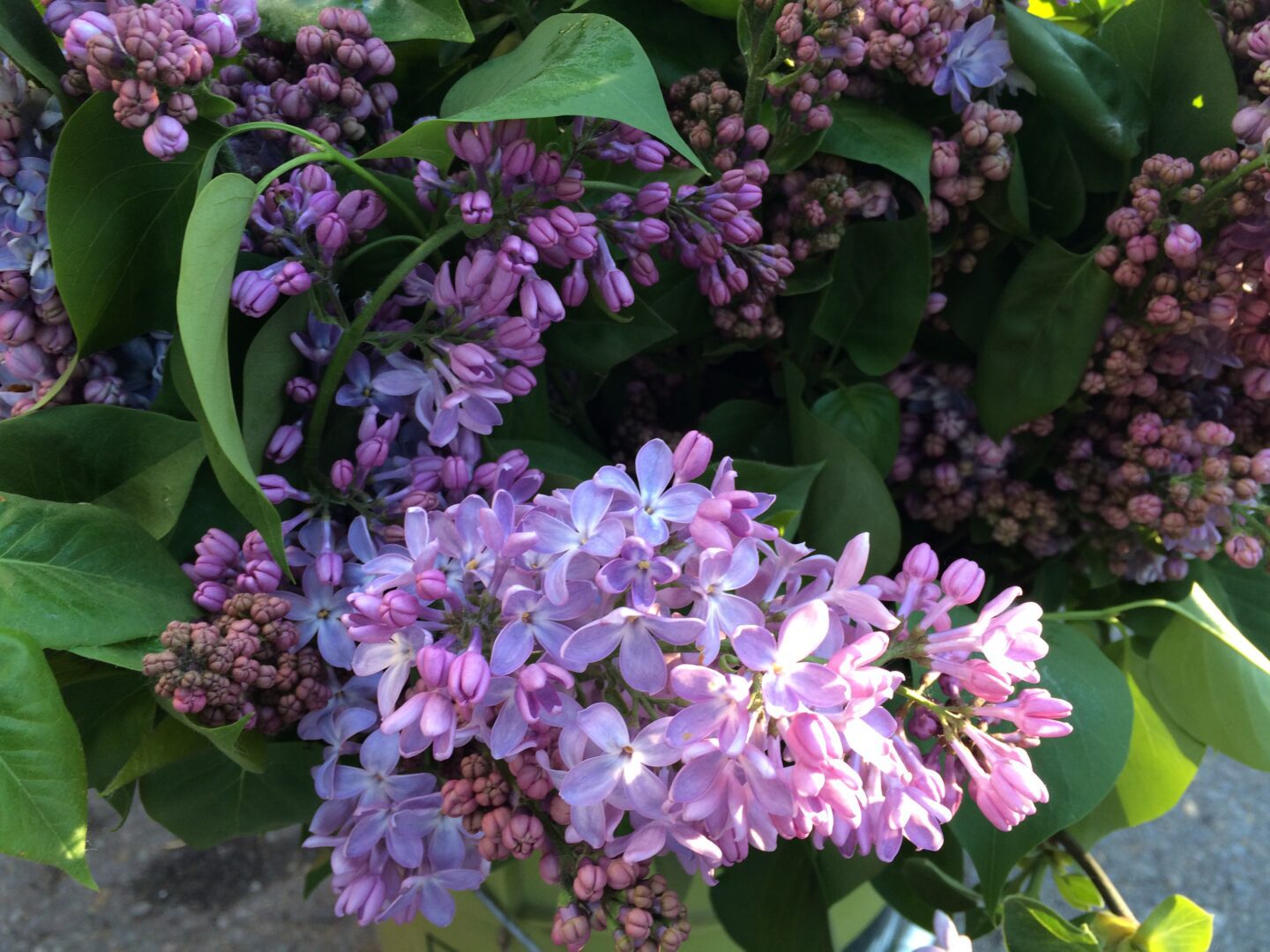 A bunch of purple lilacs in a pot.