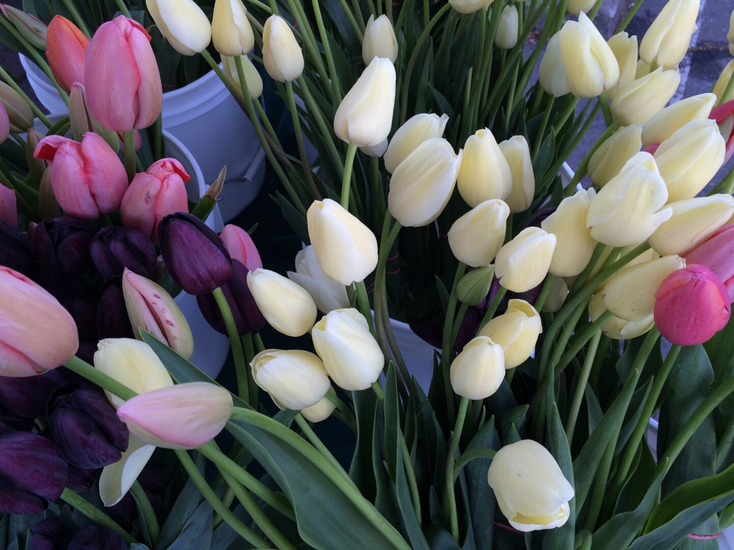 A bunch of tulips in a bunch of buckets.