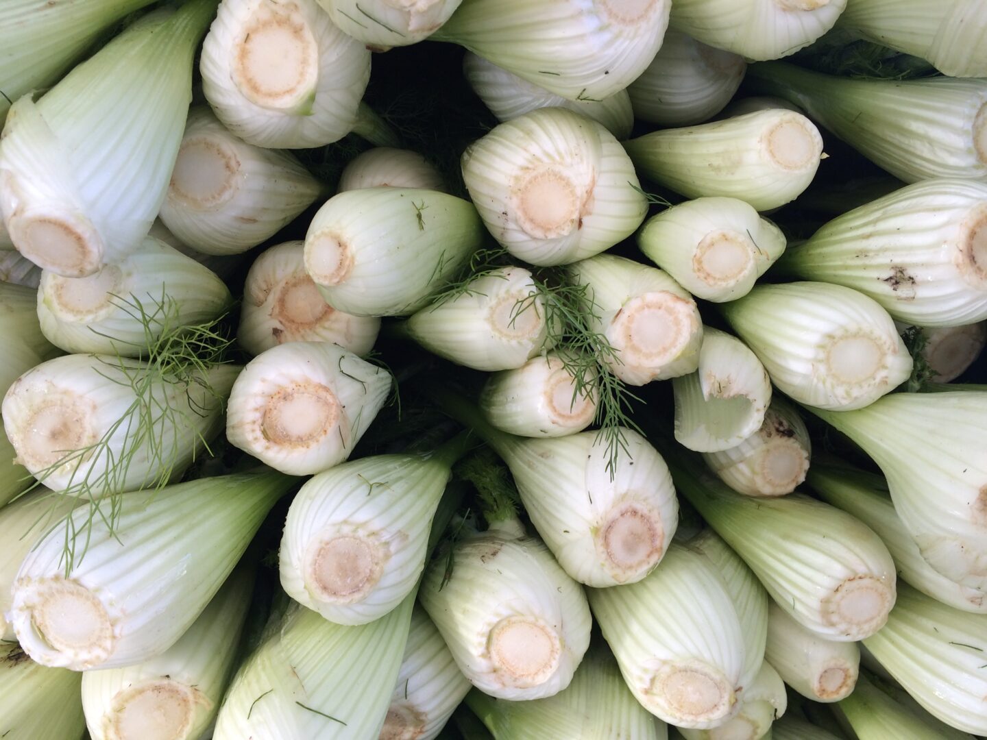 A close up of a bunch of white leeks.