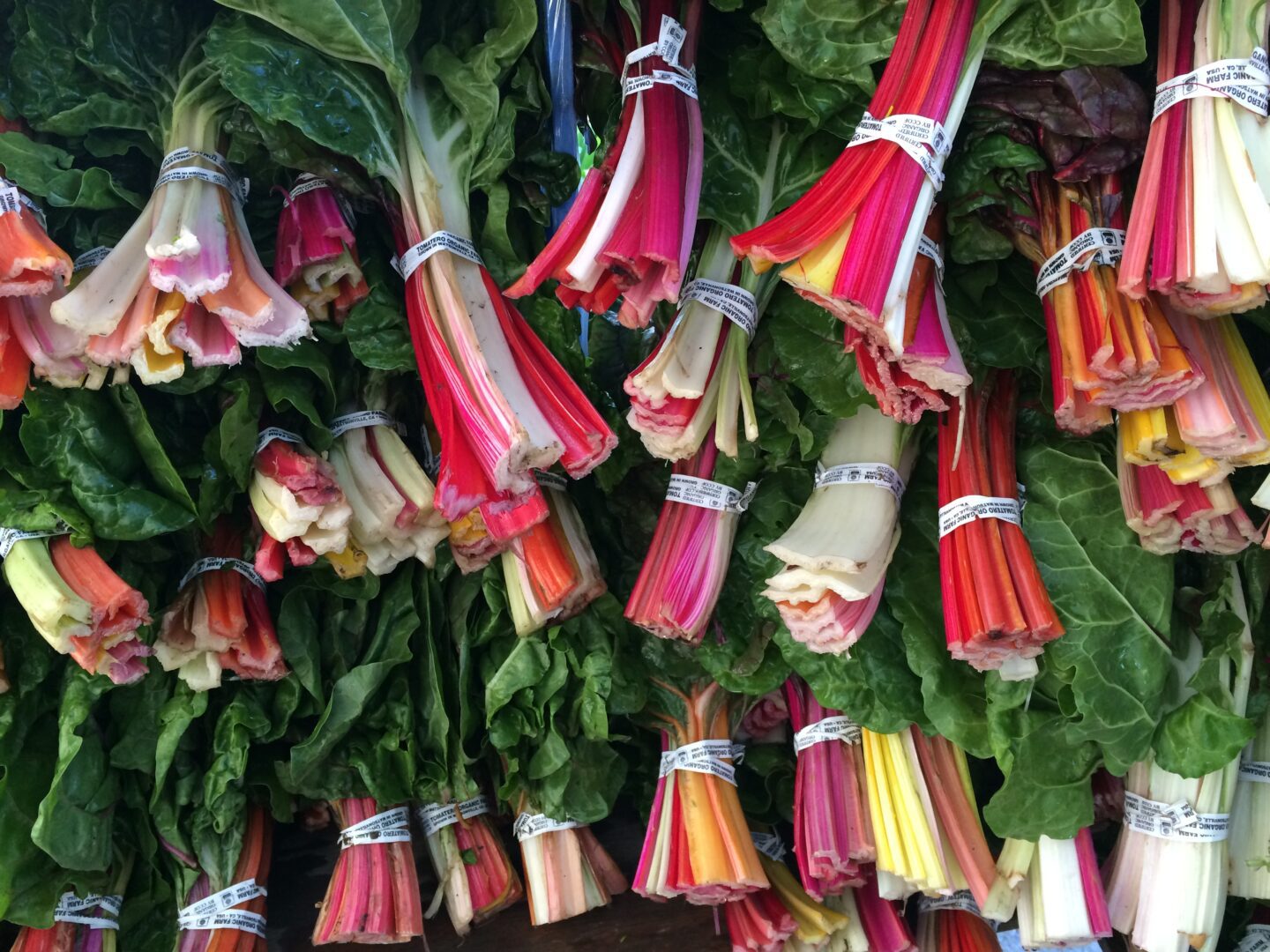 Rhubarb at the farmers market.