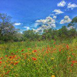 A field of wildflowers in texas.
