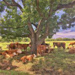 A group of cows laying under a tree.