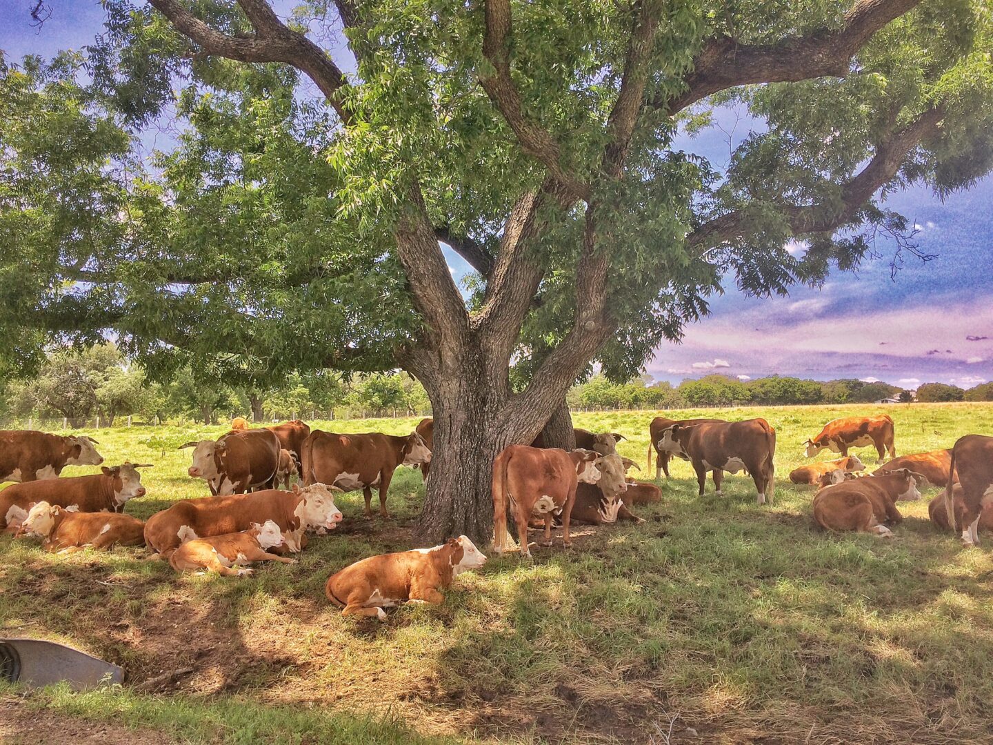 A group of cows laying under a tree.