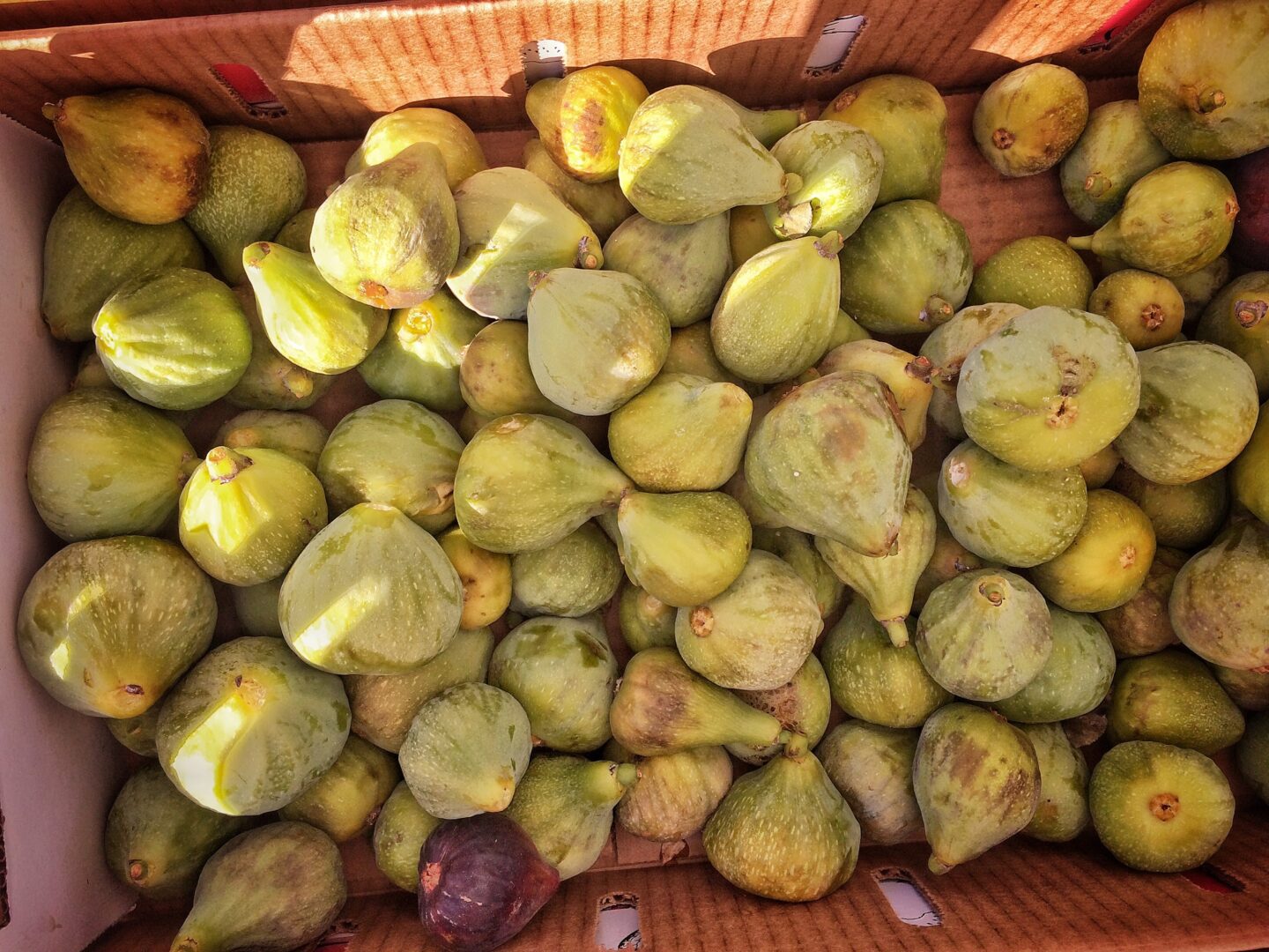 Early Figs