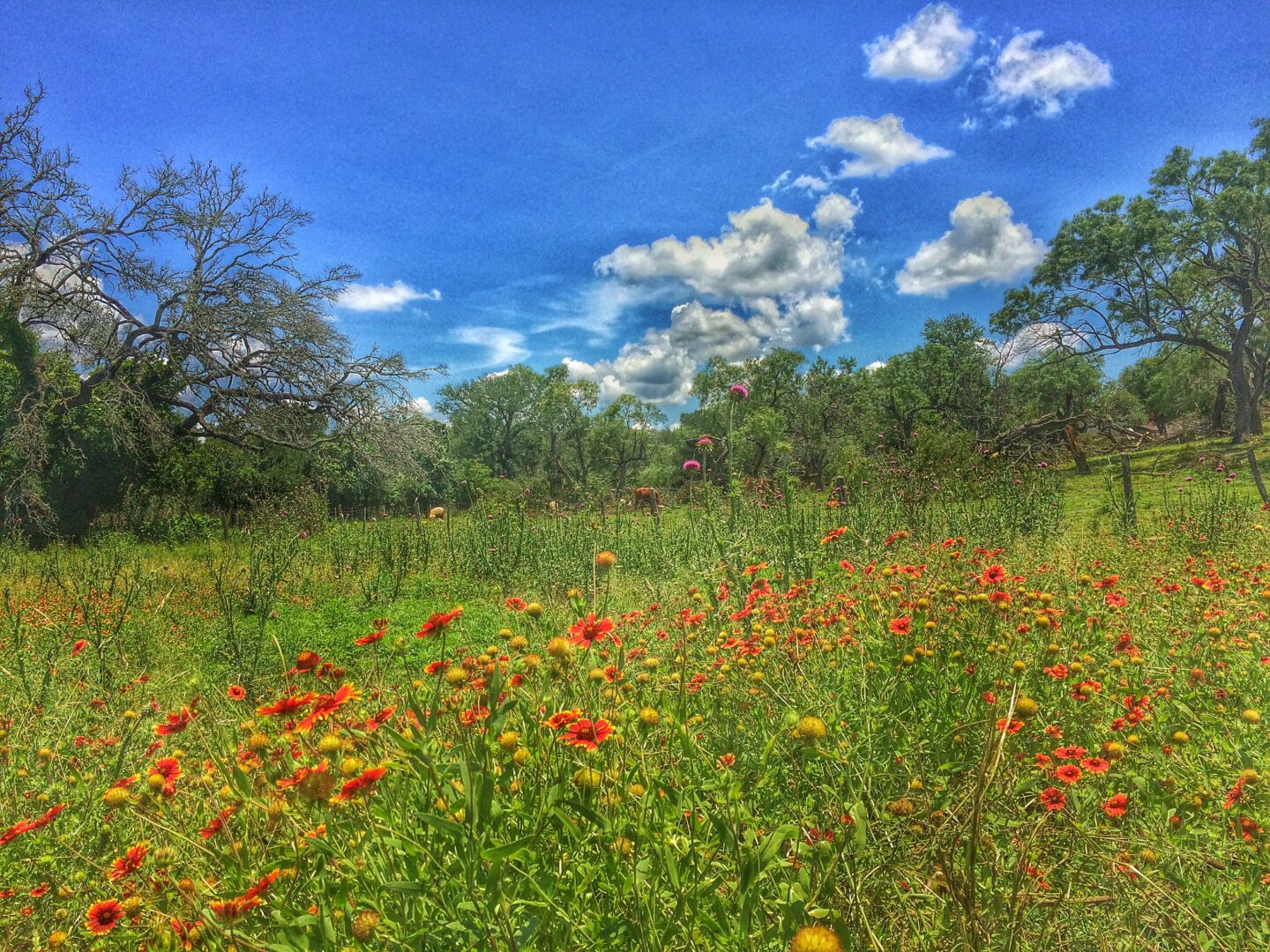 A field of wildflowers in texas.