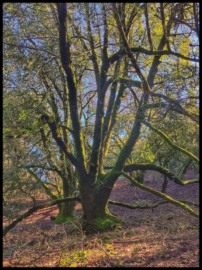 A large moss covered tree in the woods.