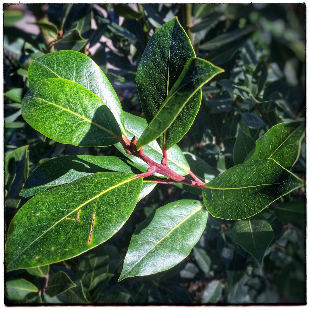 Bay Leaves on the Tree