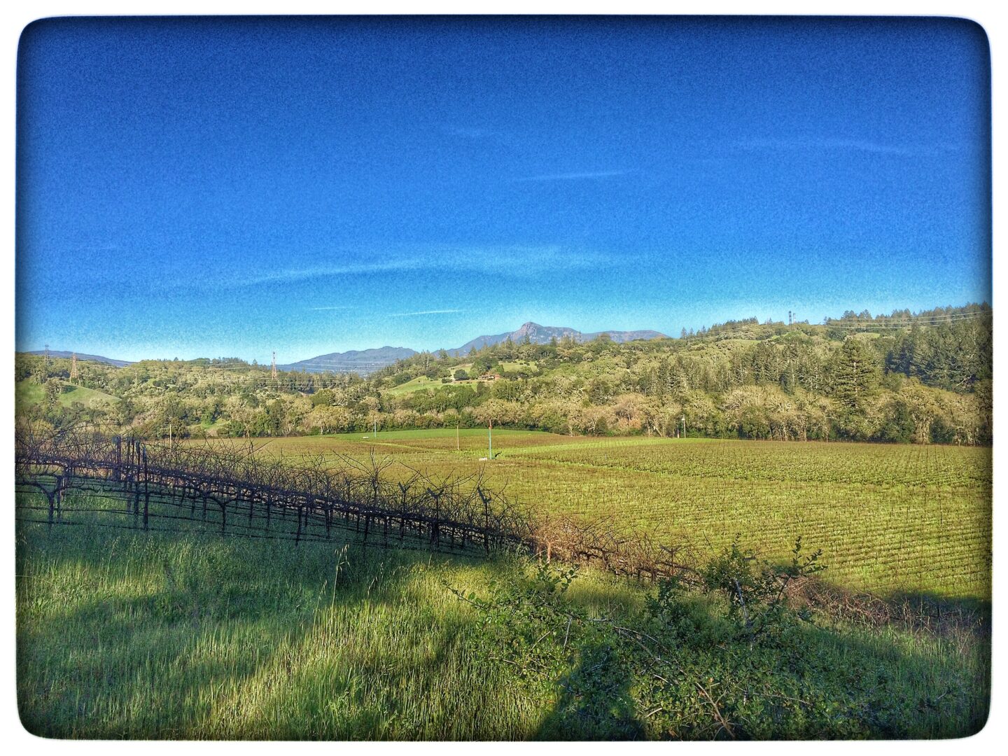 Mt. St. Helena as Seen from the Grill