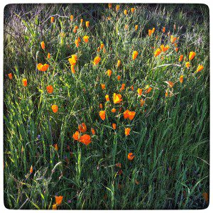A field of orange flowers.