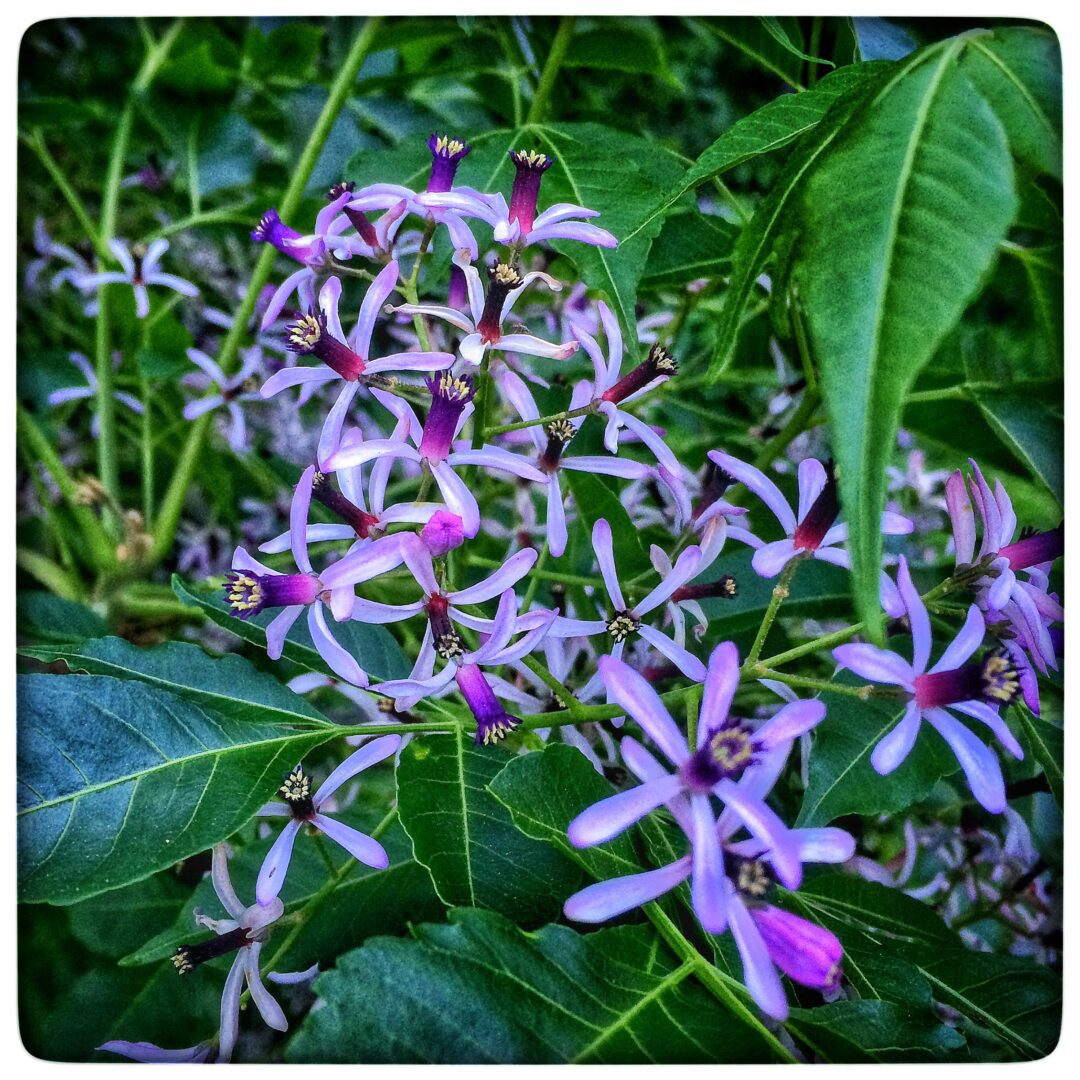 Purple flowers on a plant with green leaves.