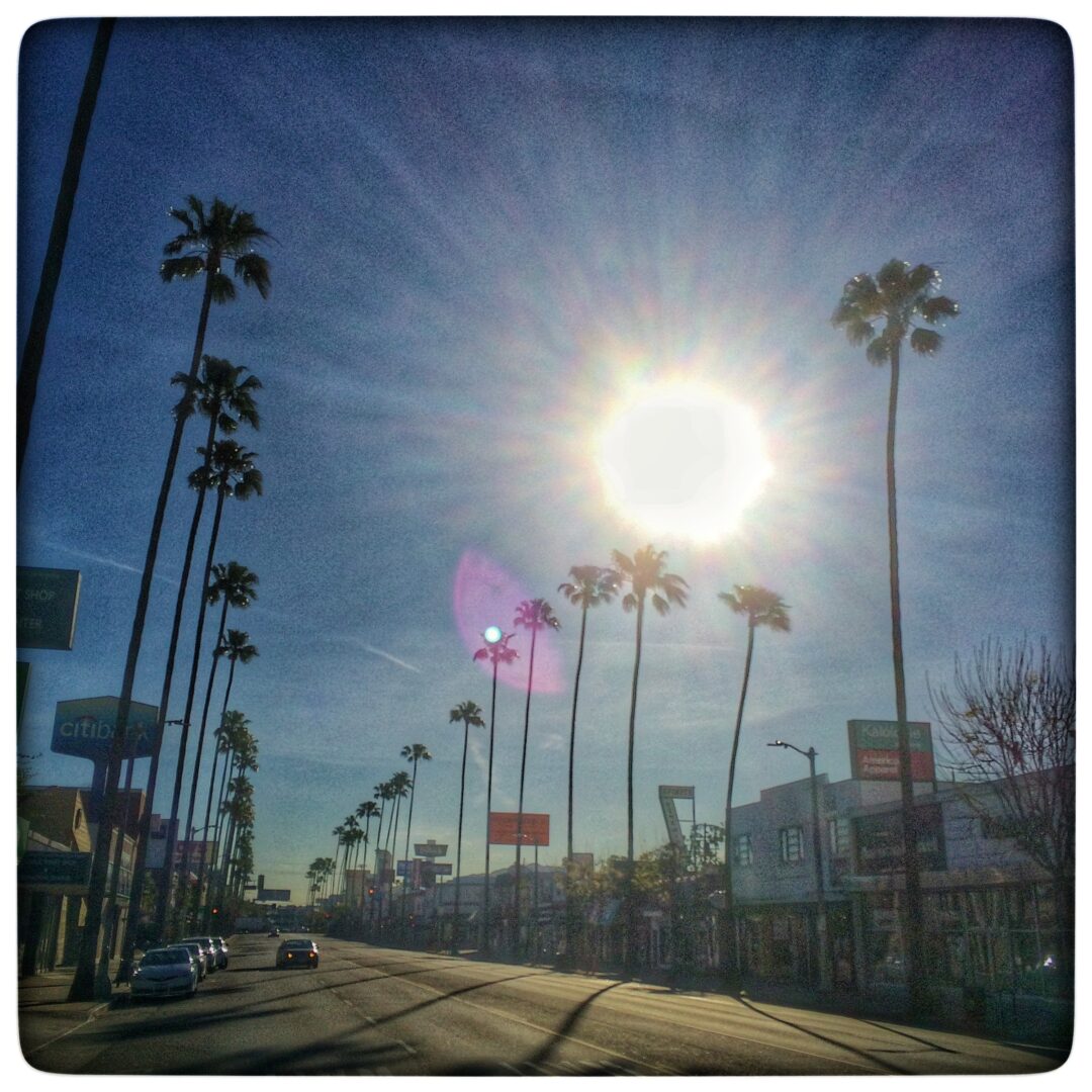 The sun is shining on a street with palm trees.