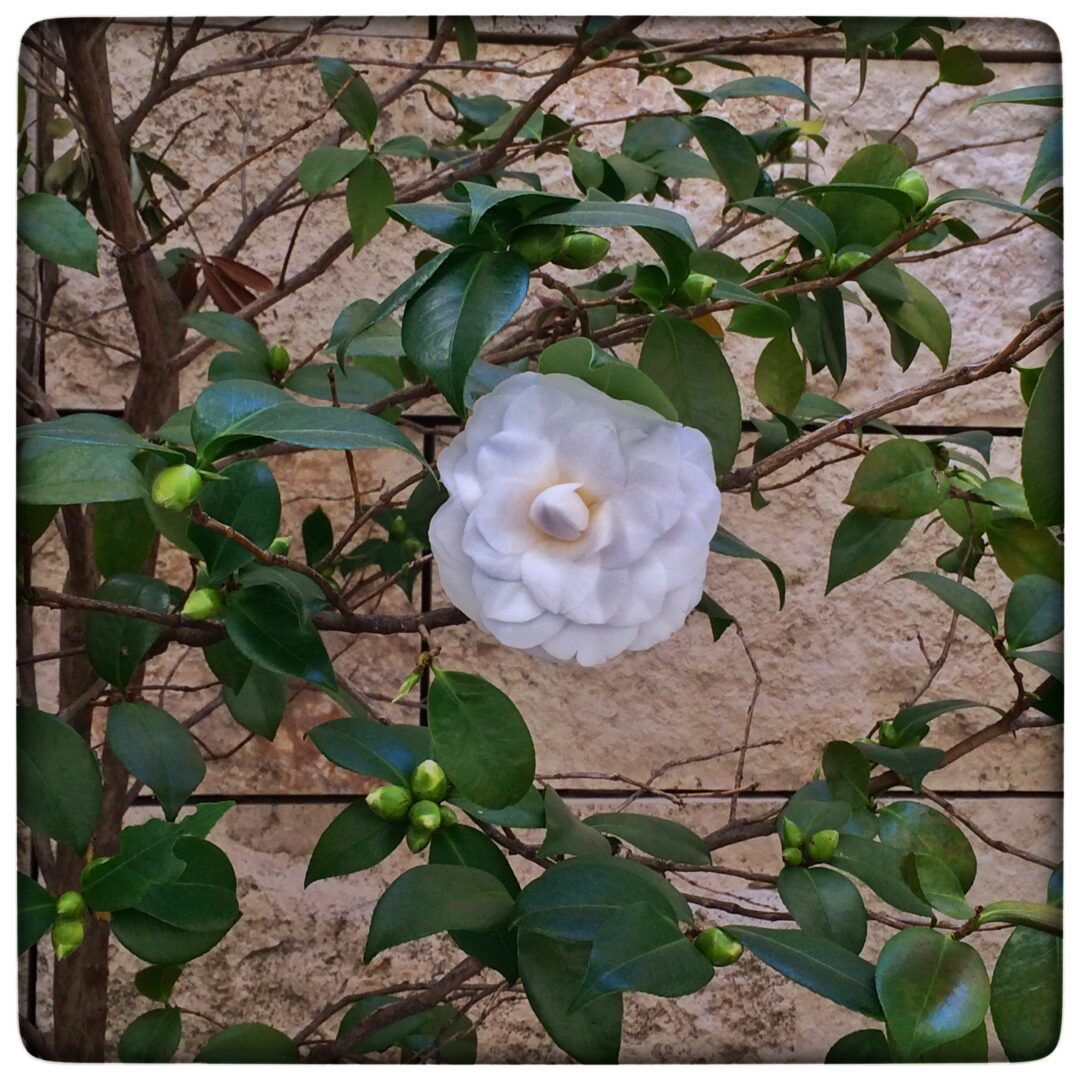 A white flower with green leaves on a tree.