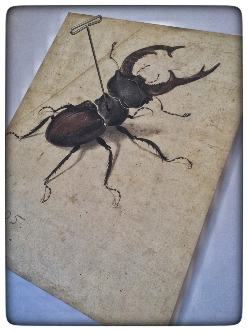 A drawing of a beetle on a piece of paper.