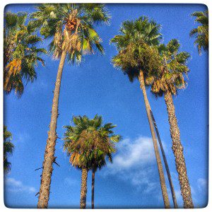A group of palm trees against a blue sky.