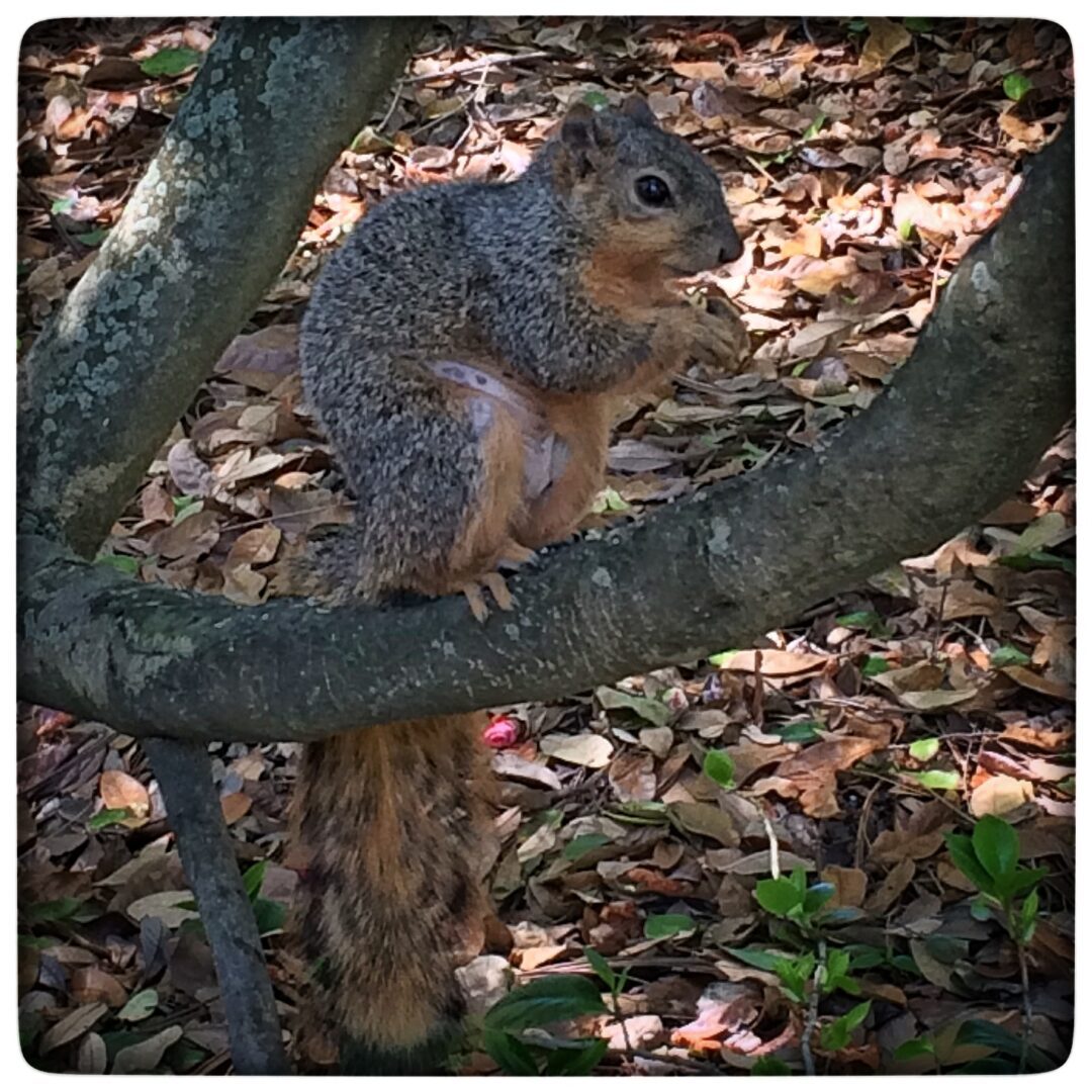 A squirrel is sitting in a tree.