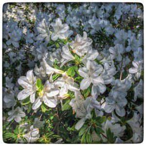 White azaleas blooming in the spring.