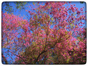 A tree with pink flowers against a blue sky.