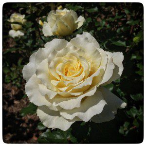 A white rose is blooming in a garden.