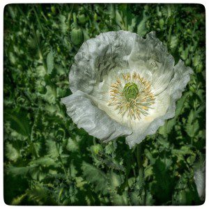 A white poppy flower in the middle of a green field.