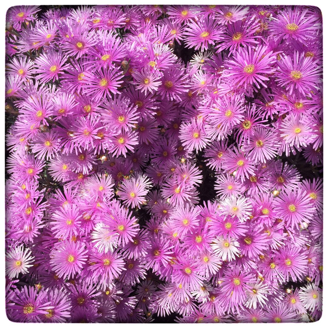 A close up of purple flowers in a garden.