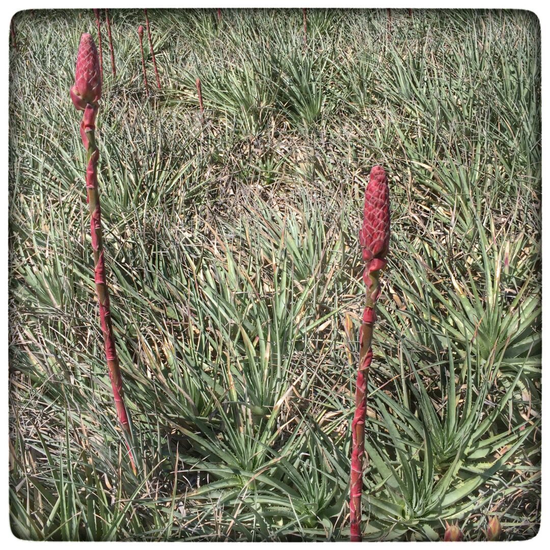 Two red plants in a field.