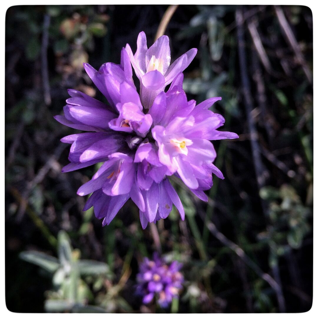 A purple flower is growing in the grass.