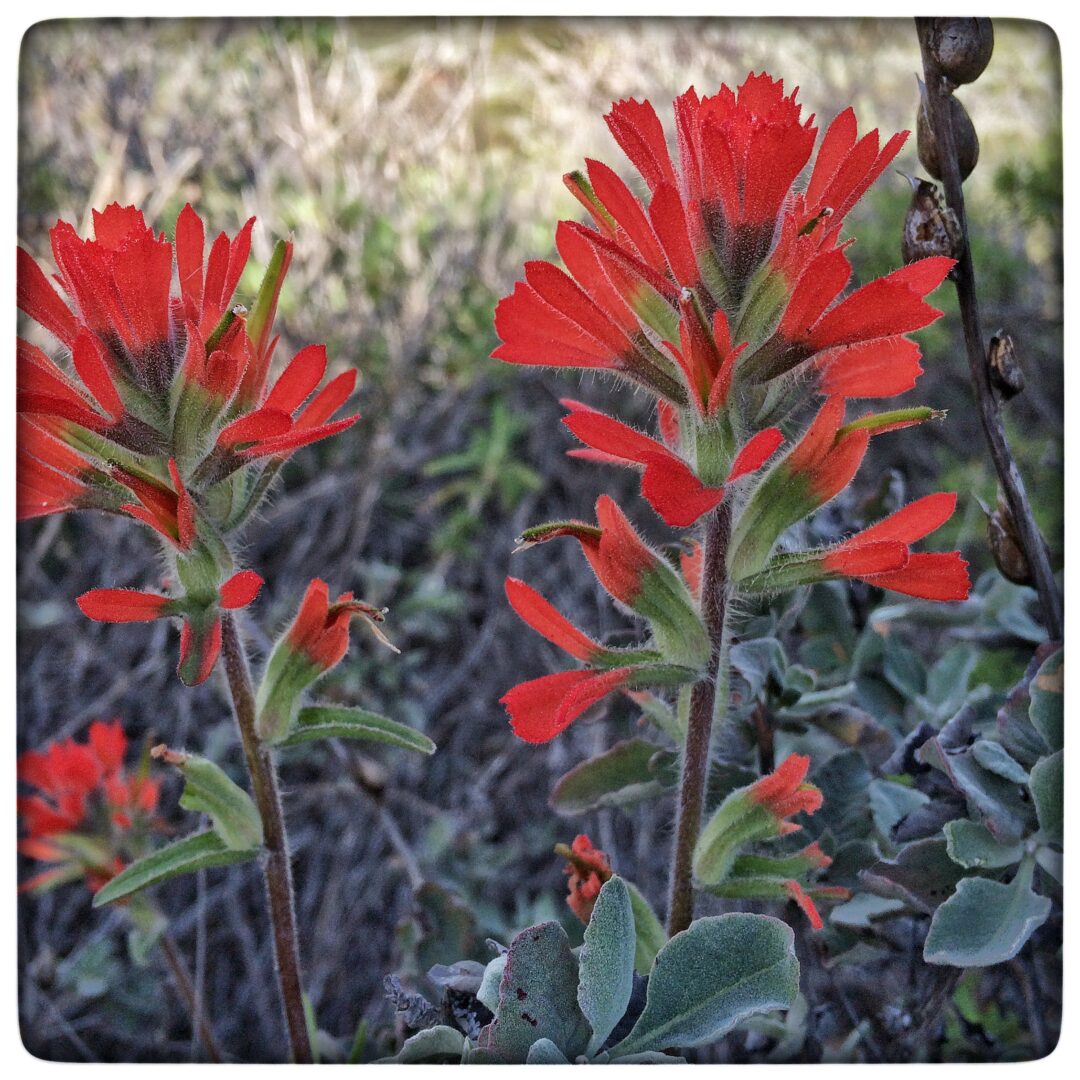 Two red flowers are growing in a field.